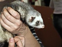 Heimtiermesse 2009   102